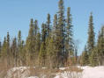 whitespruce.jpg